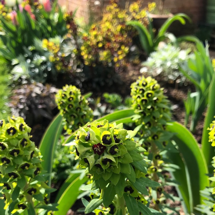 Plant image Euphorbia characias 'Black Pearl'