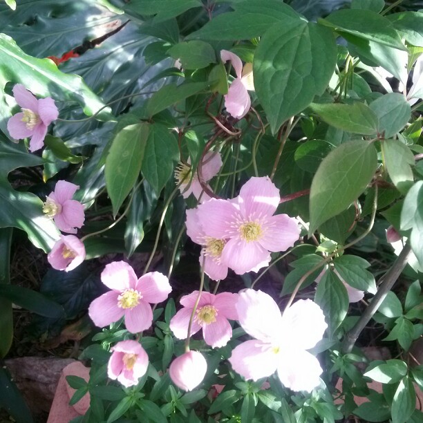 plant image 49130