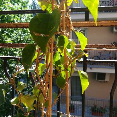 johana's garden