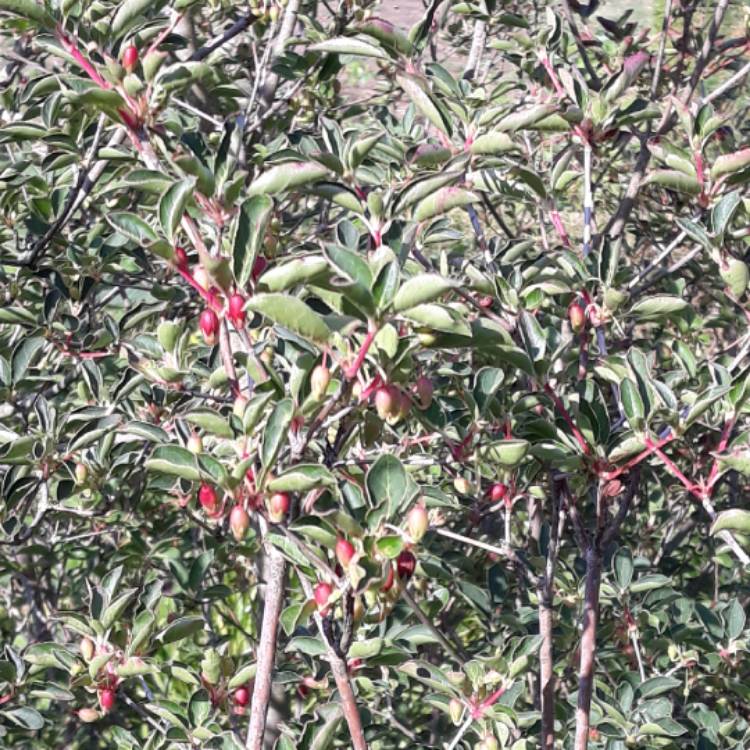 Plant image Pieris japonica 'Passion'