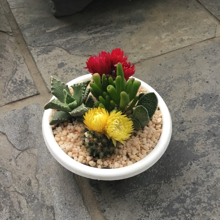 plant image 598485