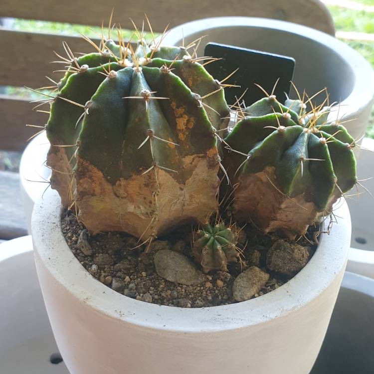Plant image Gymnocalycium taningaense
