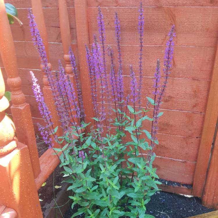 plant image 456551