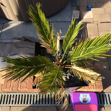 Cycas