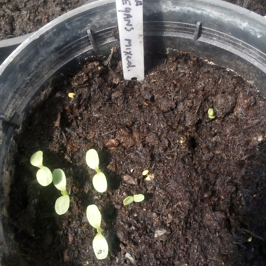 plant image 65245