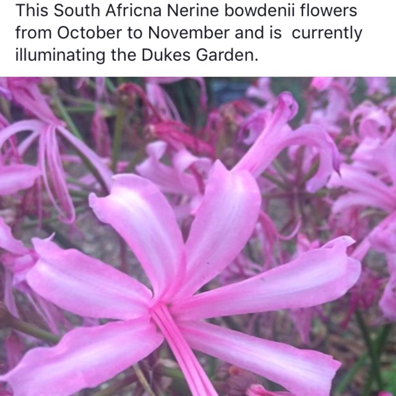 Nerine