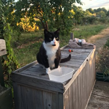 John's garden