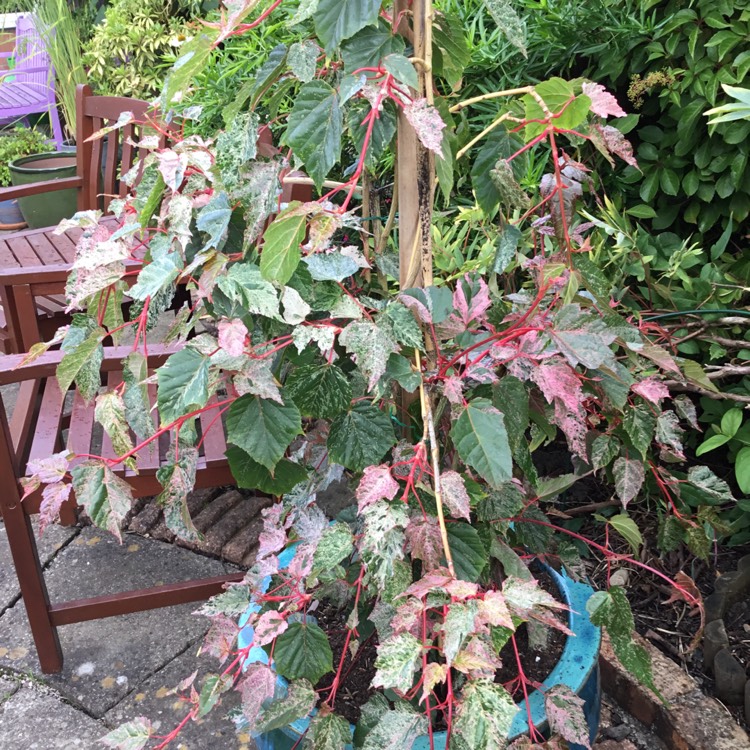 Plant image Acer 'Red Flamingo' syn. Acer x conspicuum 'Red Flamingo'