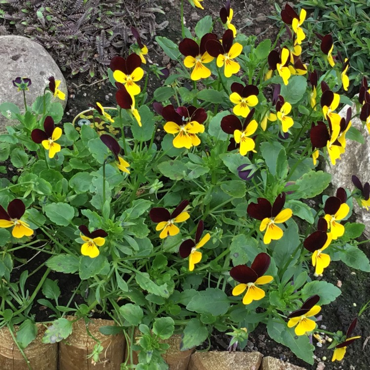 Plant image Viola 'Jackanapes'