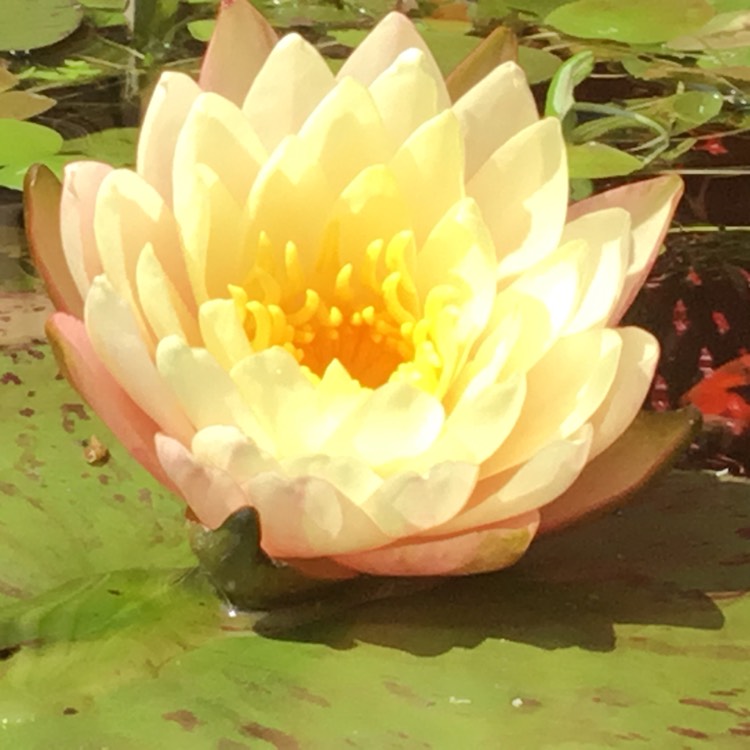 plant image 510199