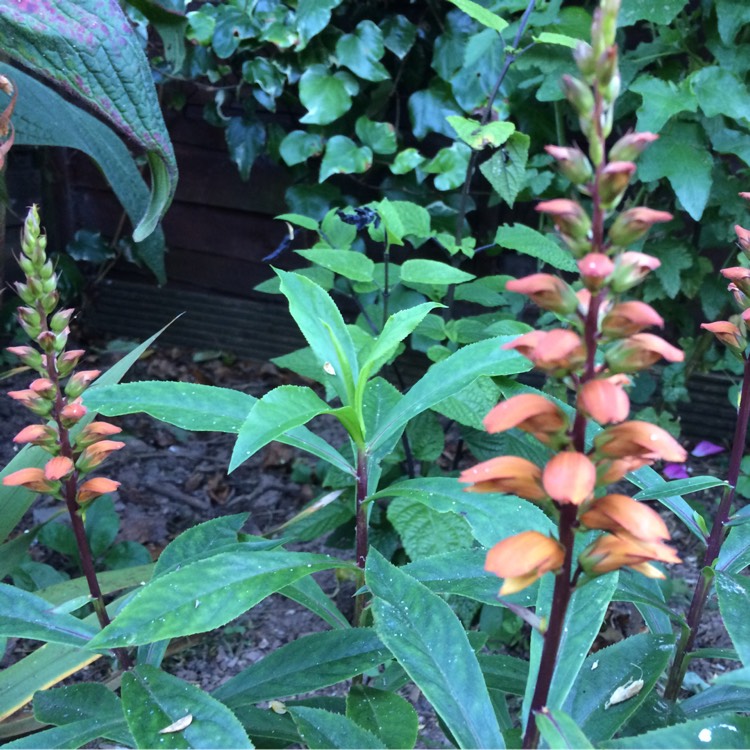 plant image 308289