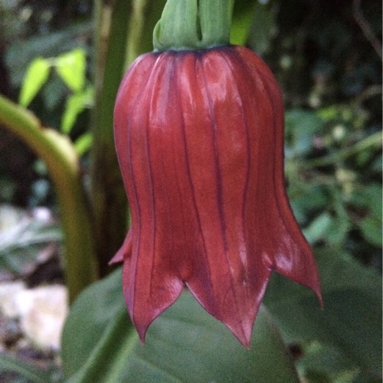 plant image 308296