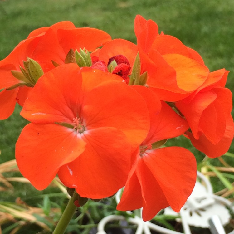 plant image 486511