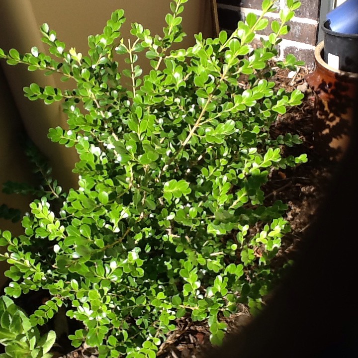 Plant image Buxus microphylla 'Koreana'