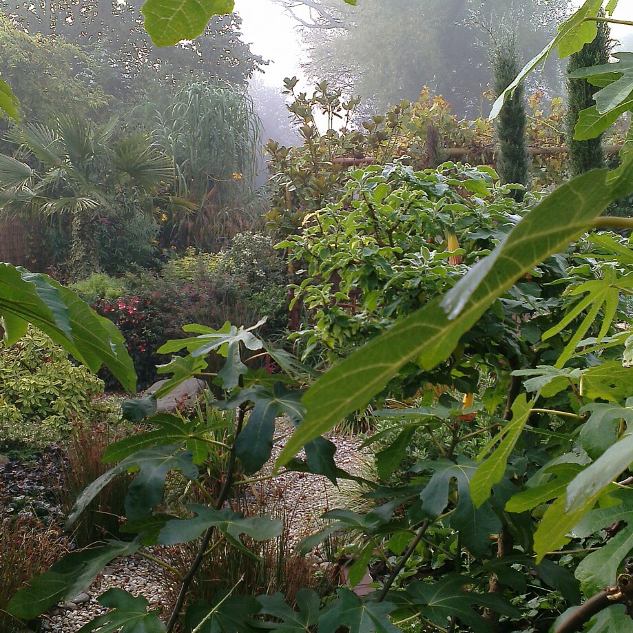 John's garden