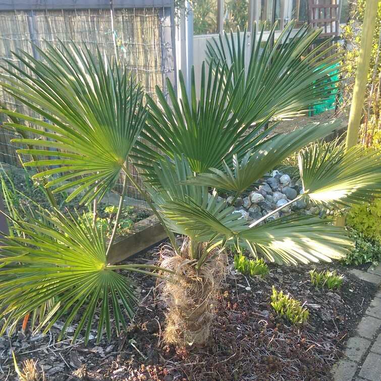 plant image 45017