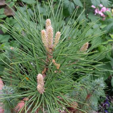 Pinus pinea
