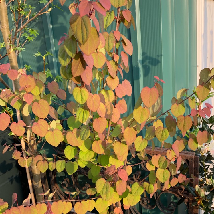plant image 1001761