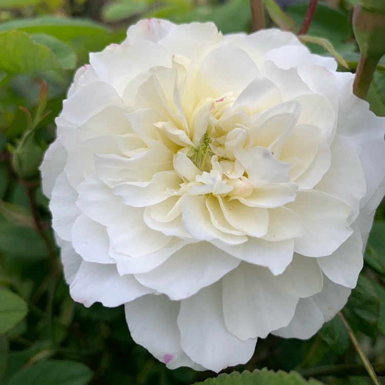 Plant image Rosa 'Susan Williams-Ellis'