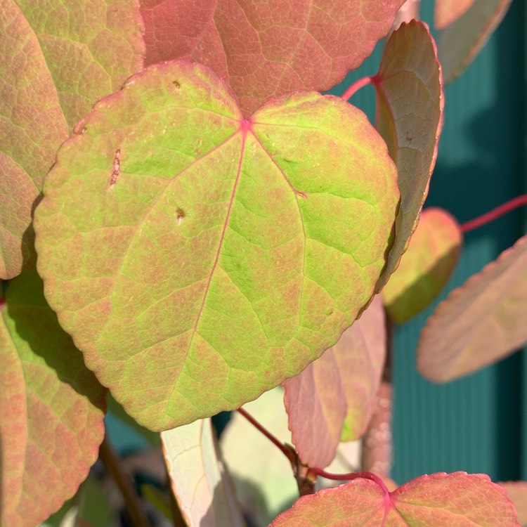 plant image 1028671