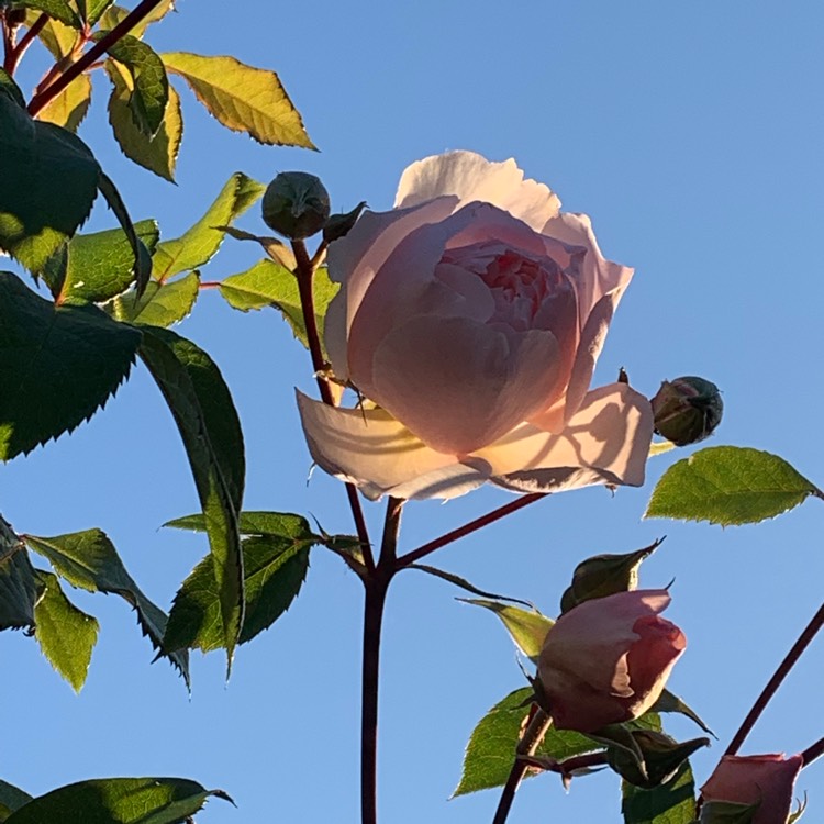 plant image 1072406