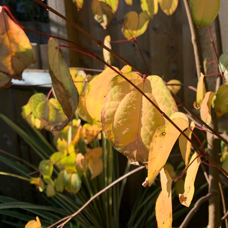 plant image 1186976