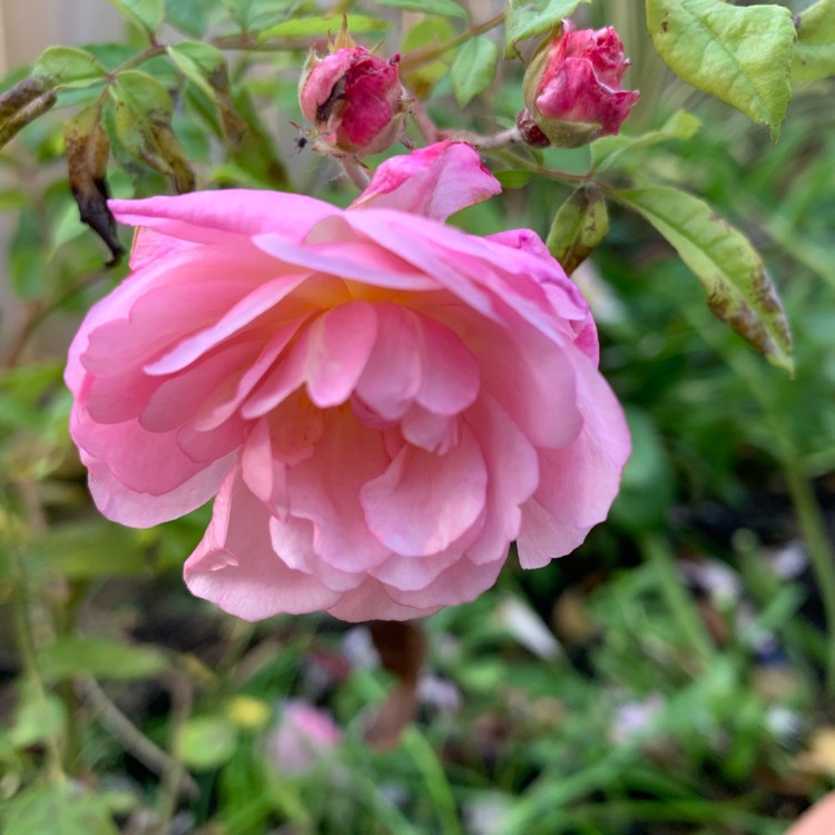 plant image 1191462