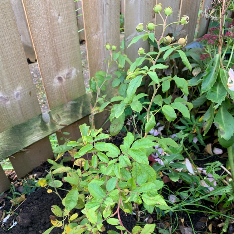 plant image 1191463
