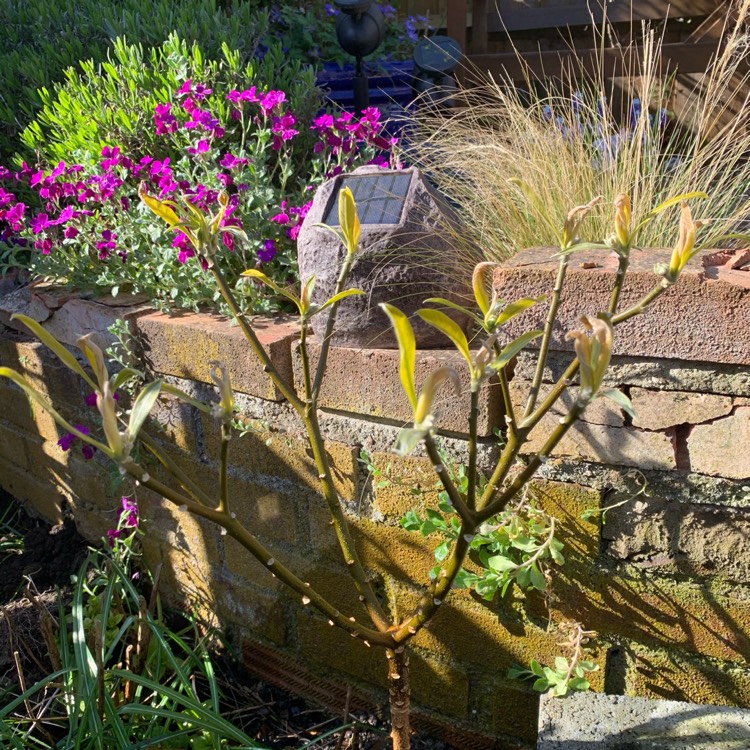 plant image 1259404