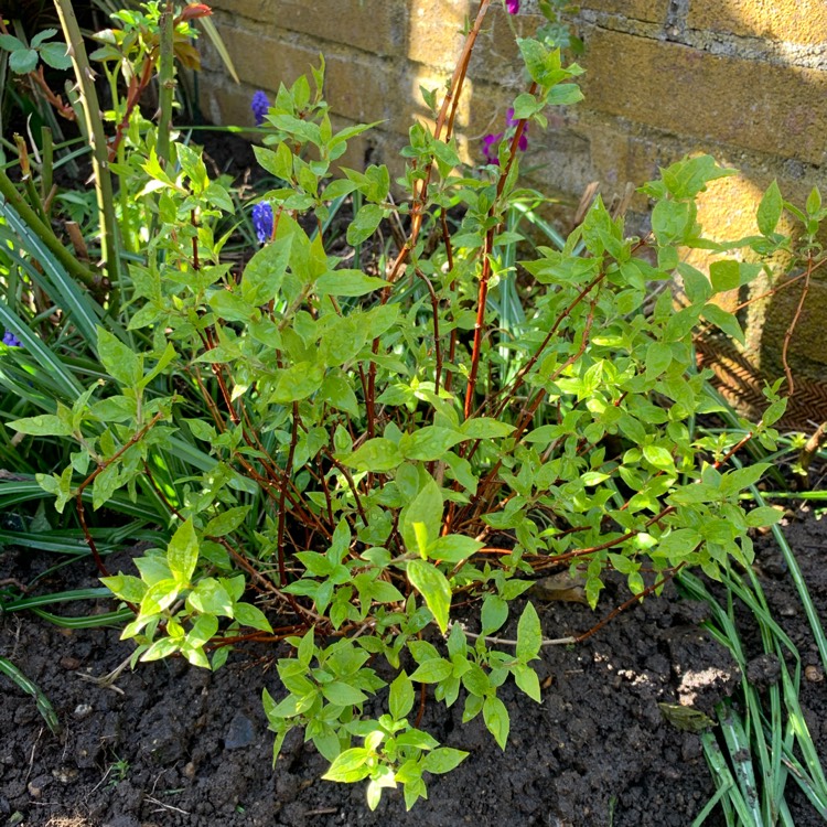 plant image 1259412