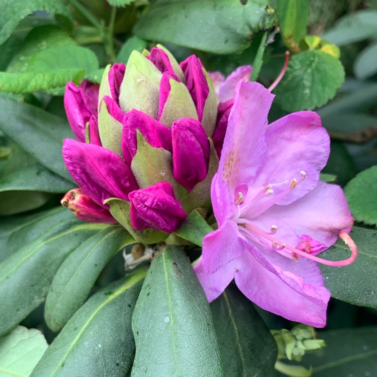 plant image 1284469