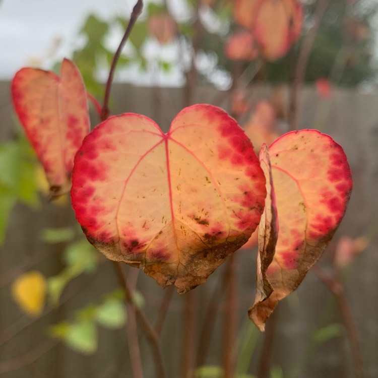 plant image 1403781