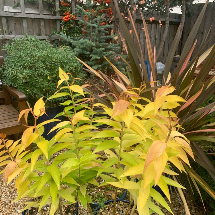 plant image 1403786