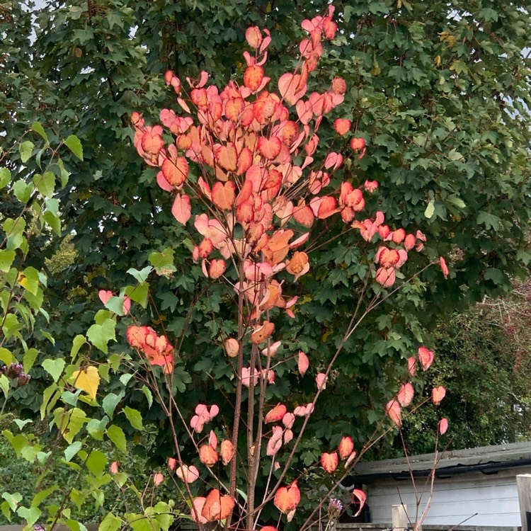 Plant image Cercidiphyllum japonicum