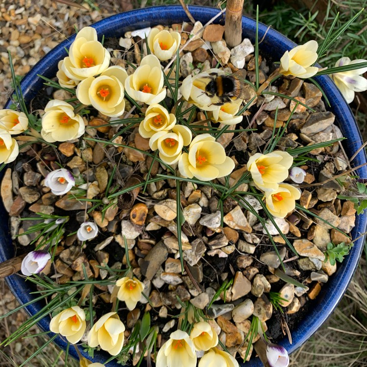 plant image 1442675 plant image 1442675