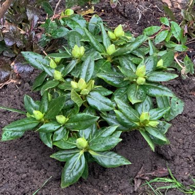 Rhododendron Dora Amateis