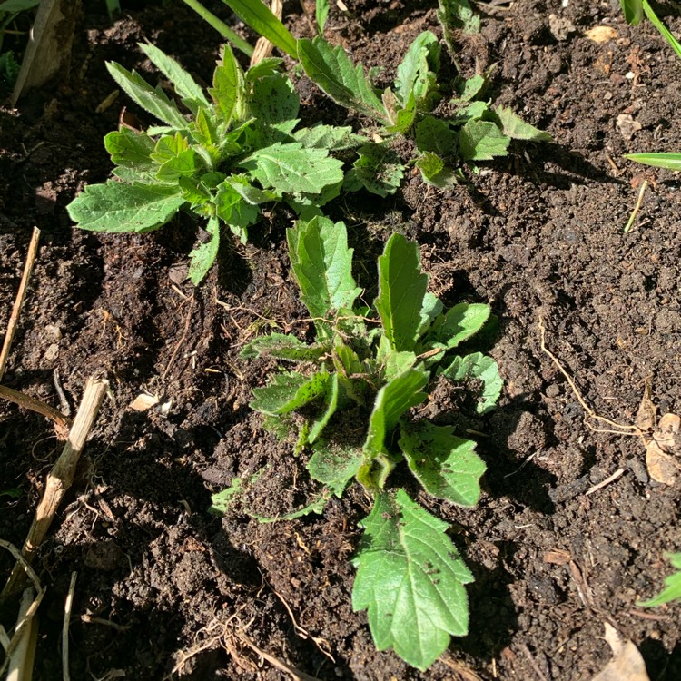 Plant image Verbena rigida