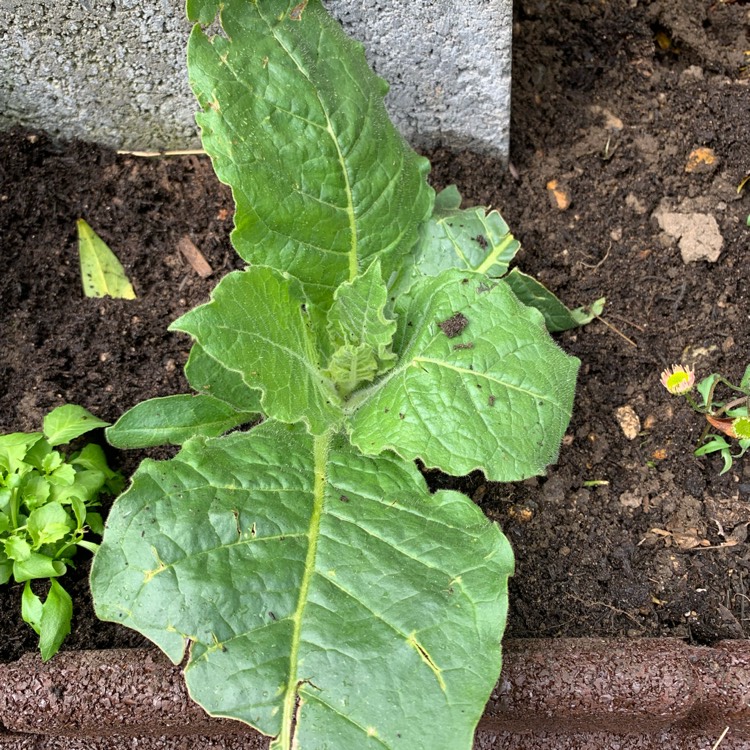 plant image 1479292