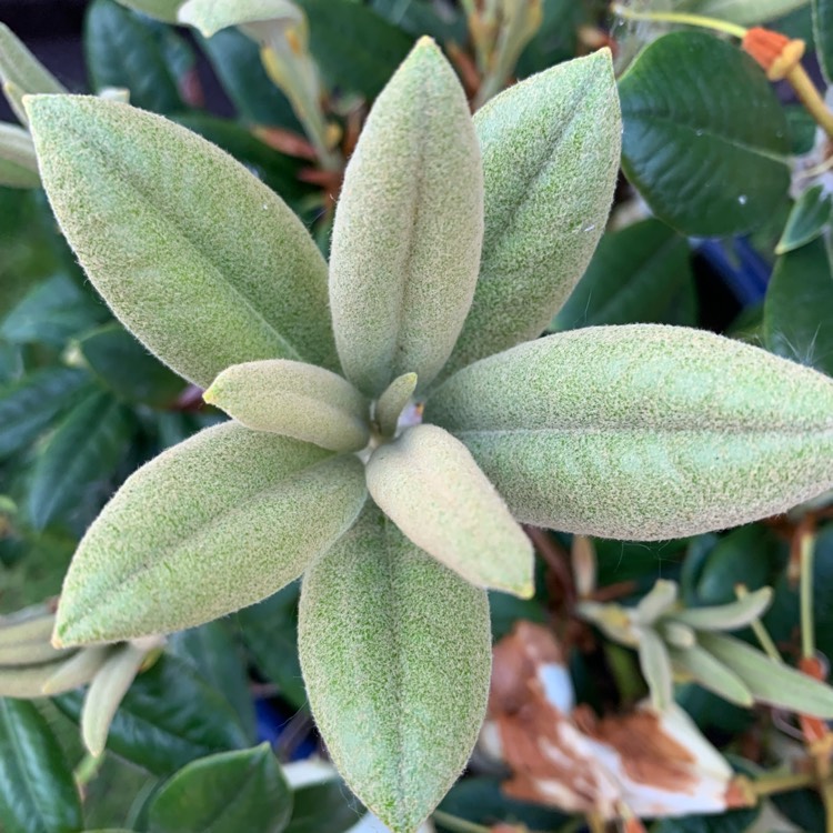 Plant image Rhododendron 'Dusty Miller'