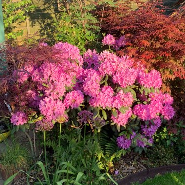 Rhododendron 'Marcel Menard'