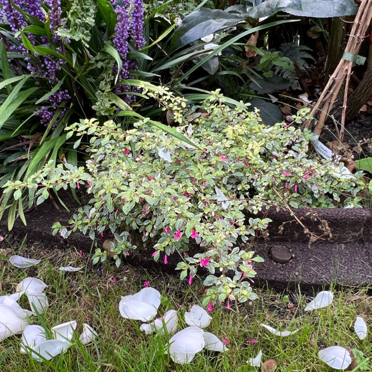 plant image 1536013