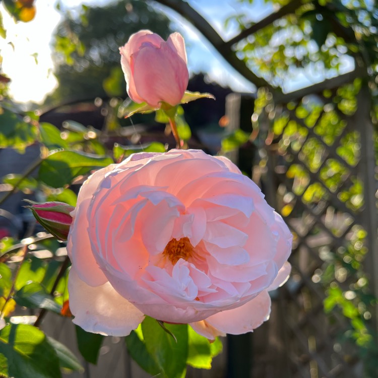 plant image 1536040