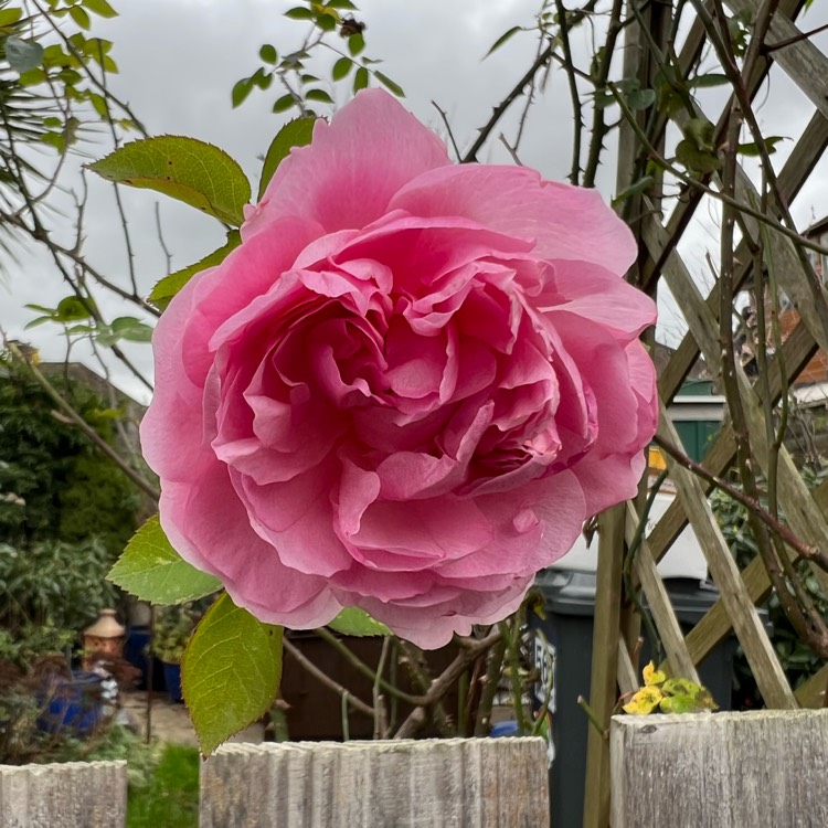 Plant image Rosa Saint Swithun