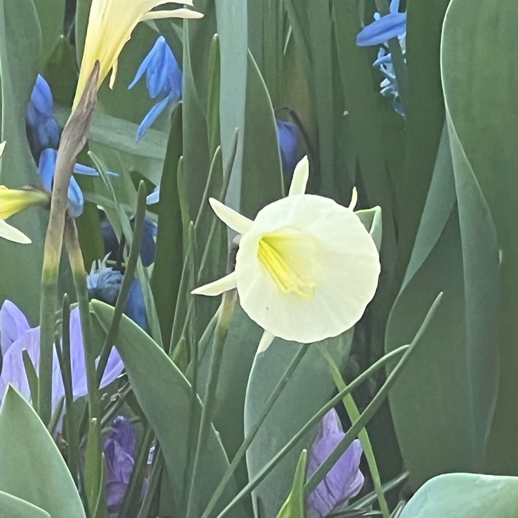 Plant image Narcissus 'Arctic Bells'
