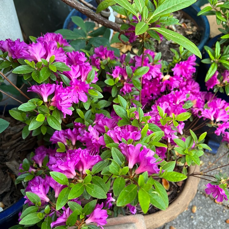 Plant image Rhododendron (Aronense Group) 'Fumiko' syn. Rhododendron 'Geisha Purple'