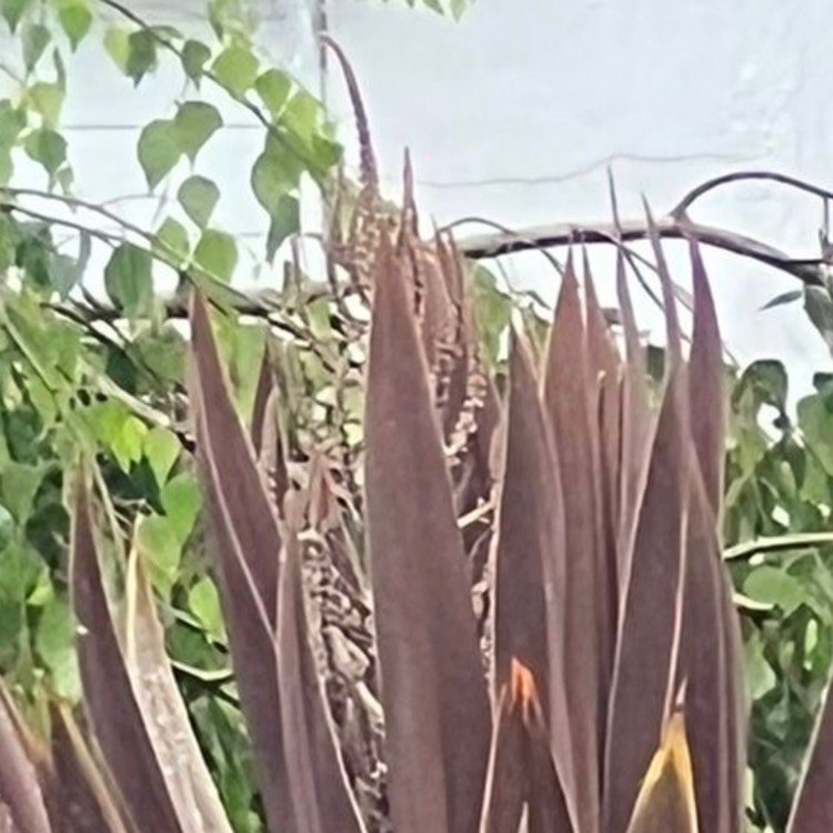 plant image 1592275 plant image 1592275