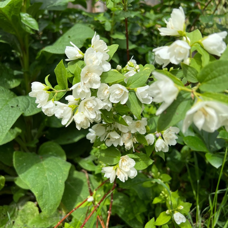plant image 1592278