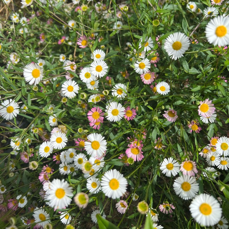 plant image 1592280