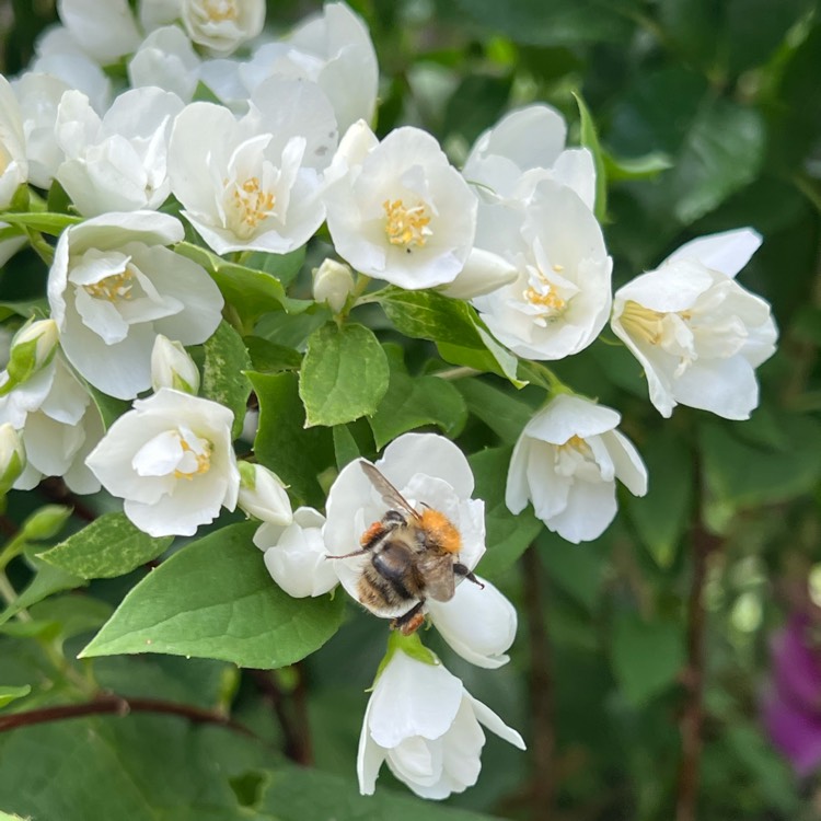 plant image 1592282