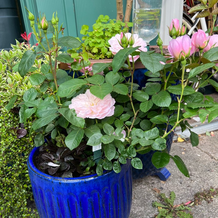 plant image 1599179